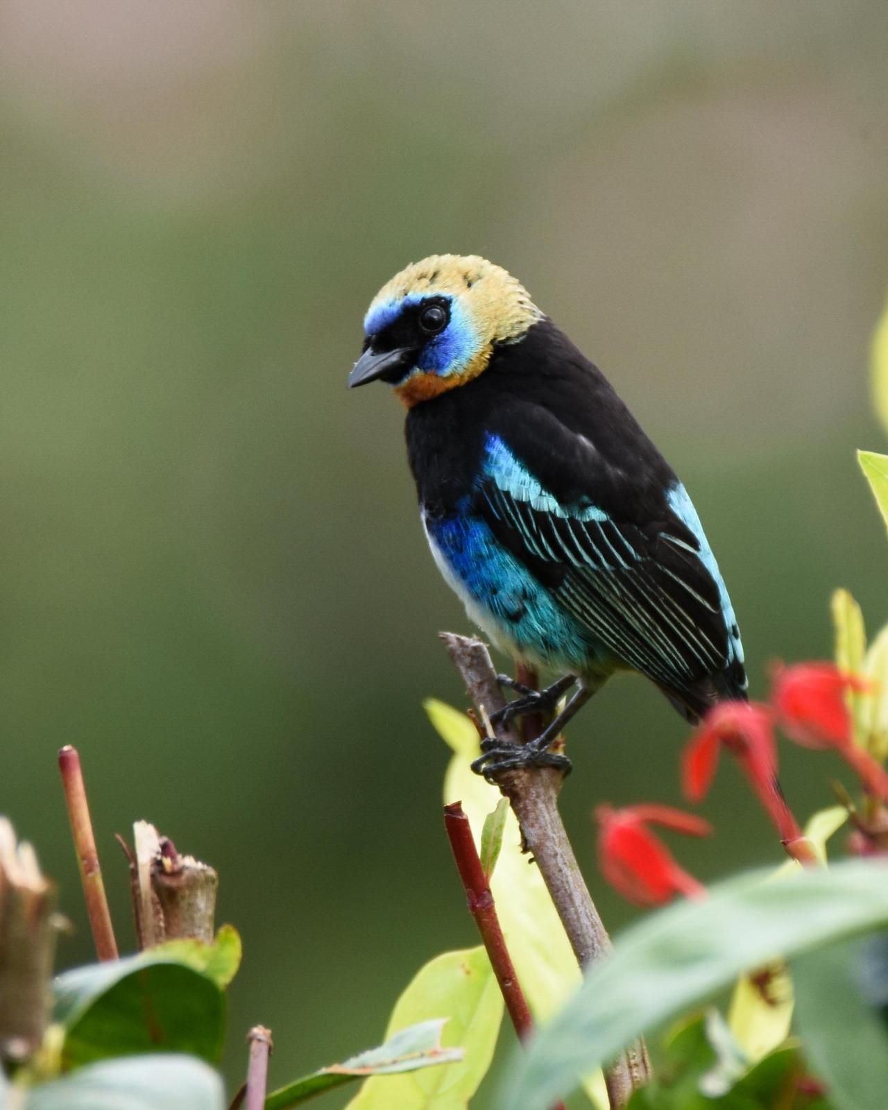 Golden-hooded Tanager Photo by Cherylyn Murphy
