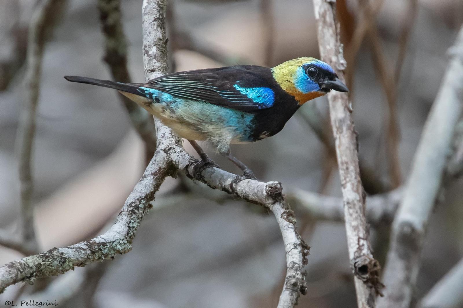 Golden-hooded Tanager Photo by Laurence Pellegrini