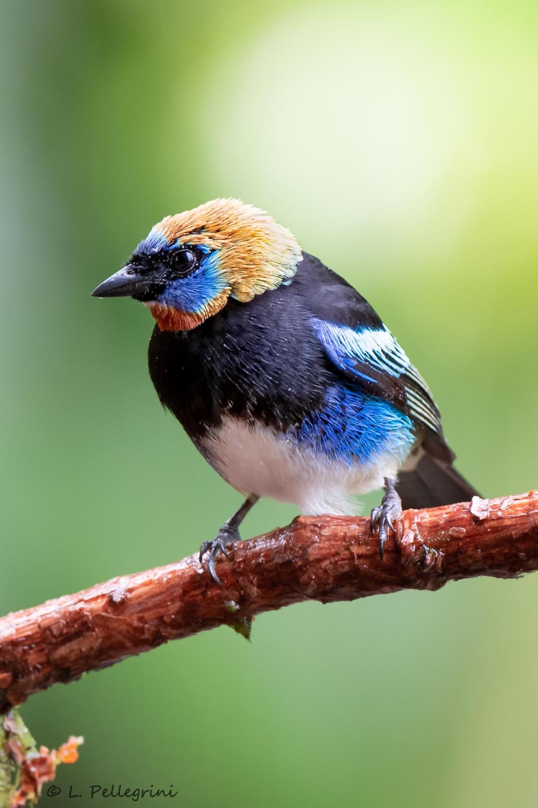 Golden-hooded Tanager Photo by Laurence Pellegrini
