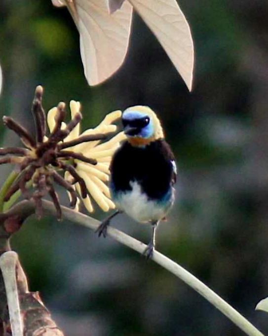 Golden-hooded Tanager Photo by Molly Wollam