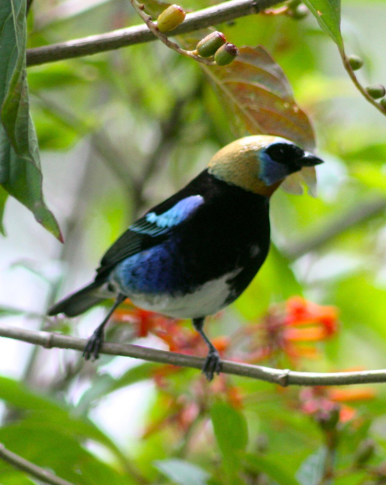 Golden-hooded Tanager Photo by Donald Sloth