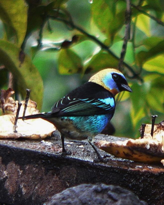Golden-hooded Tanager Photo by Robert Polkinghorn