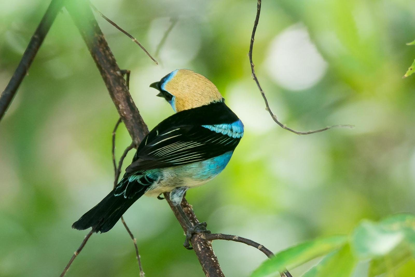 Golden-hooded Tanager Photo by Gerald Hoekstra