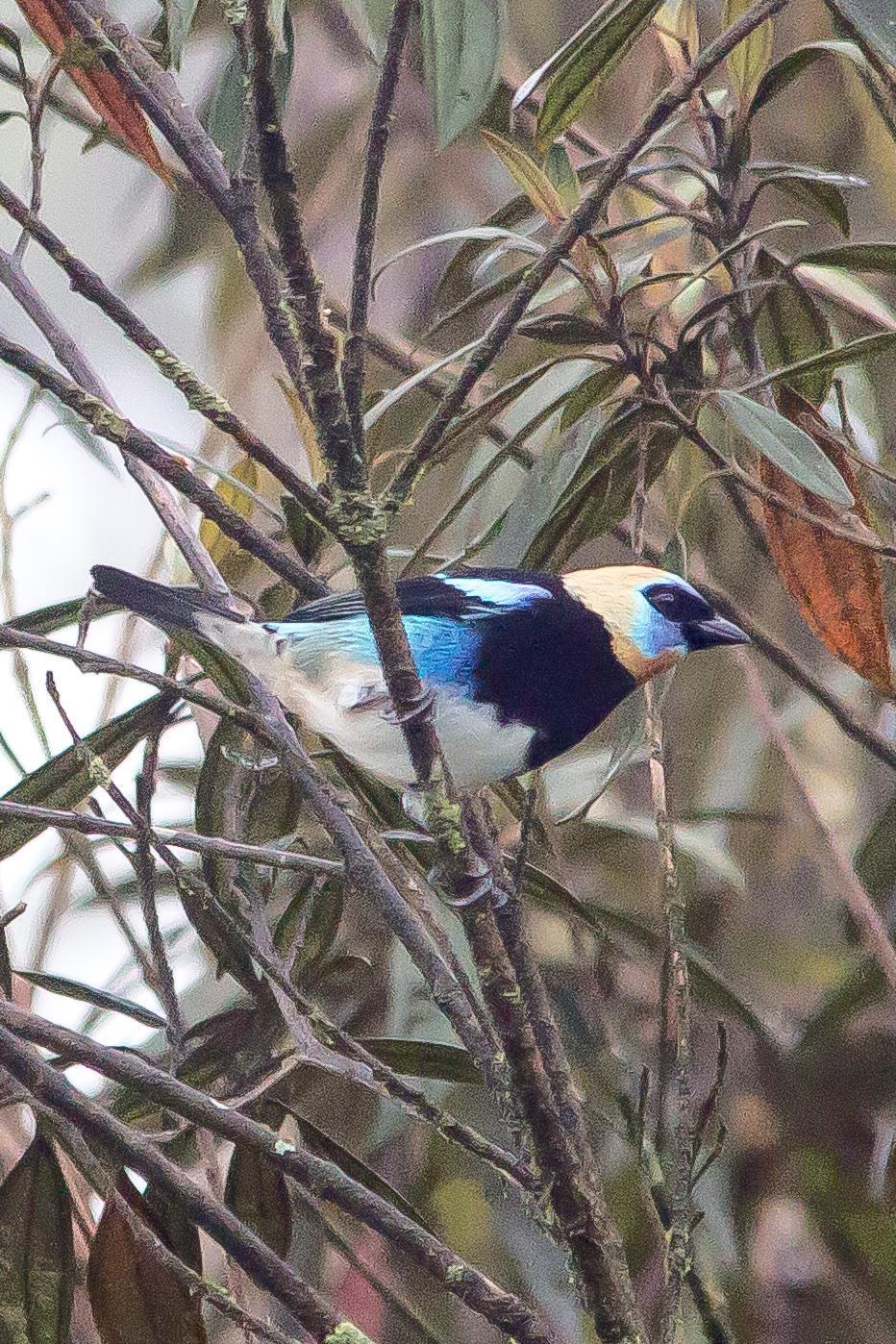 Golden-hooded Tanager Photo by Marie-France Rivard