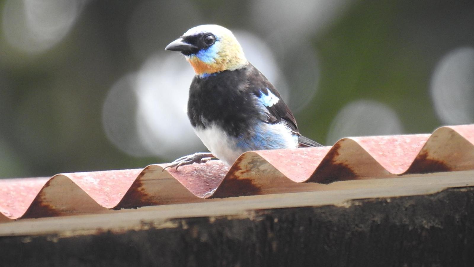 Golden-hooded Tanager Photo by Julio Delgado