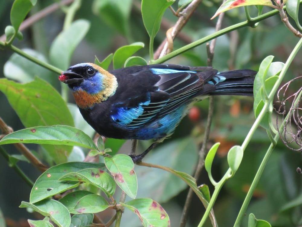 Golden-hooded Tanager Photo by Seth Inman