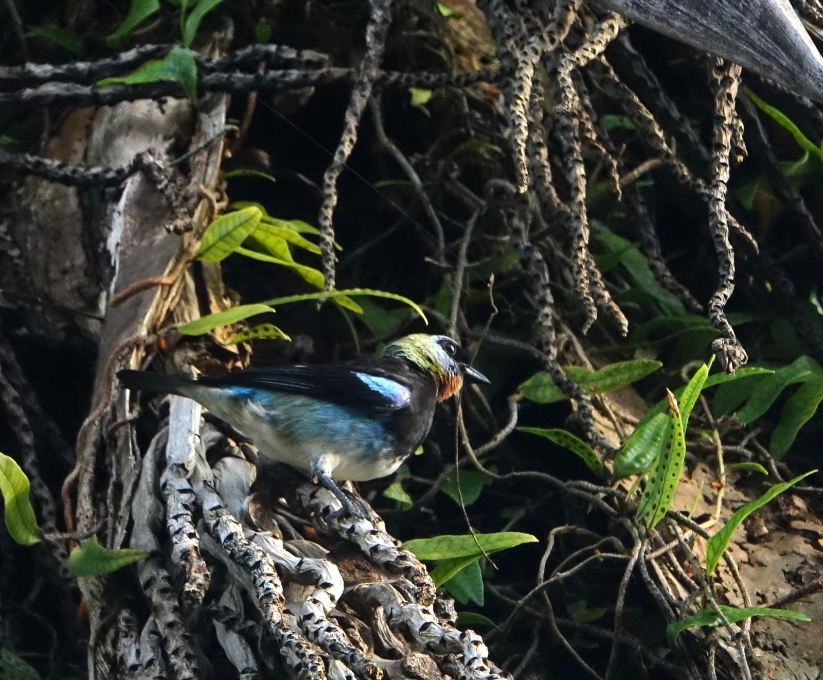 Golden-hooded Tanager Photo by Doug Swartz