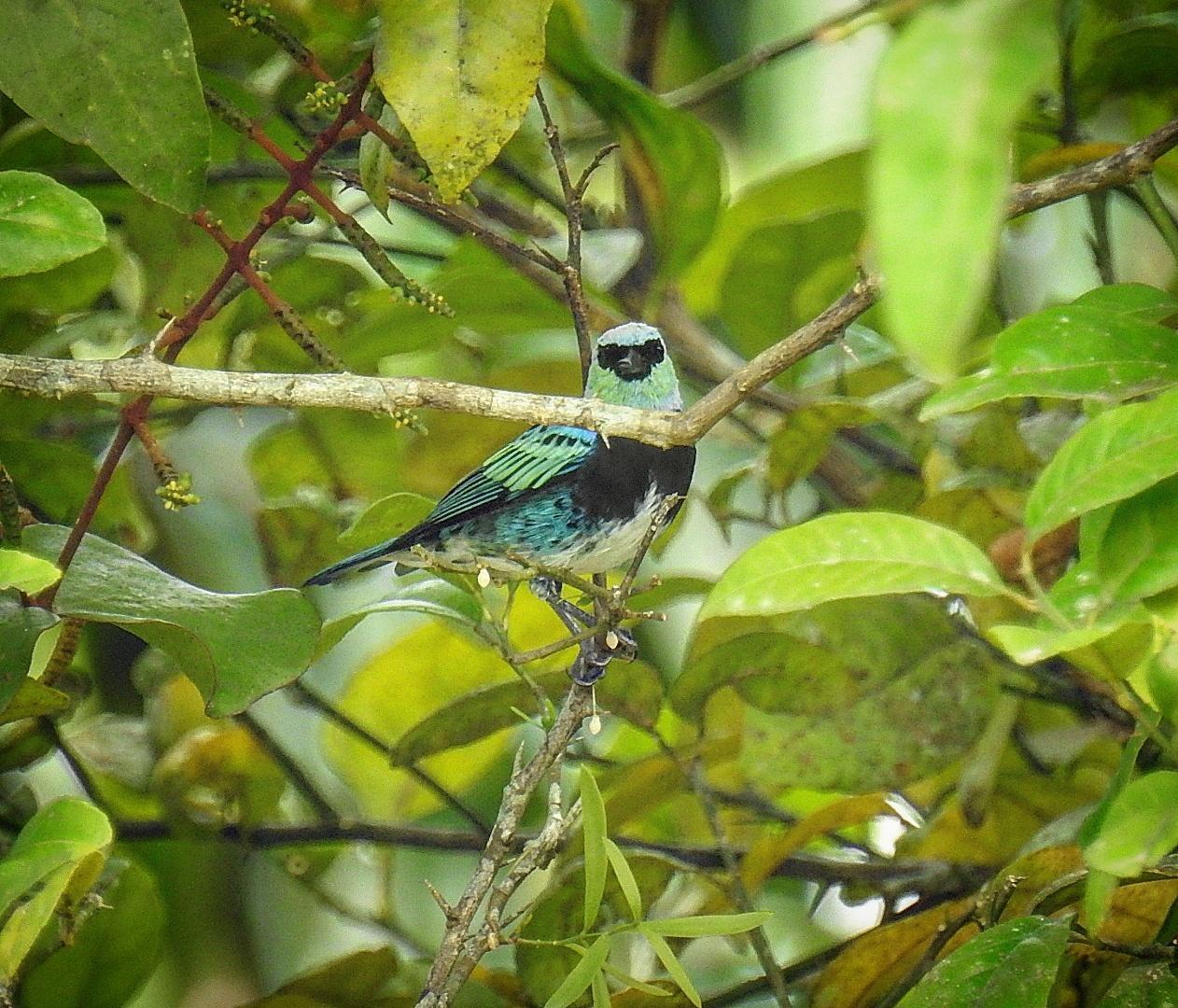 Masked Tanager Photo by Julio Delgado