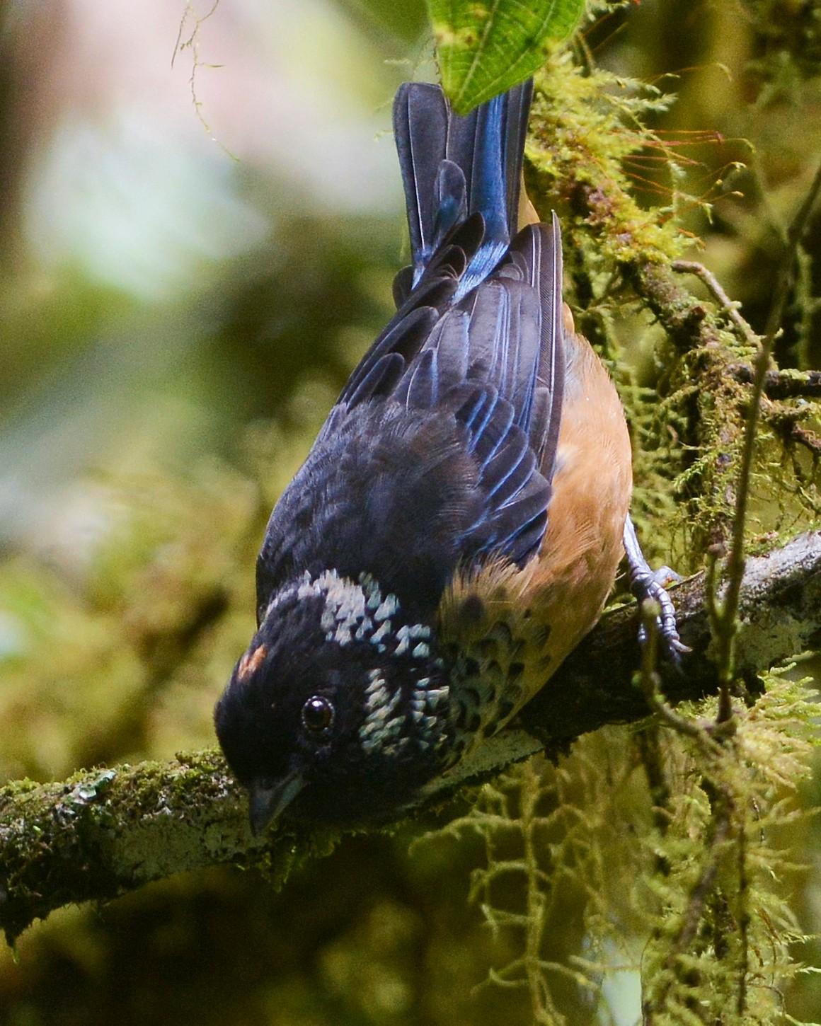 Spangle-cheeked Tanager Photo by David Hollie
