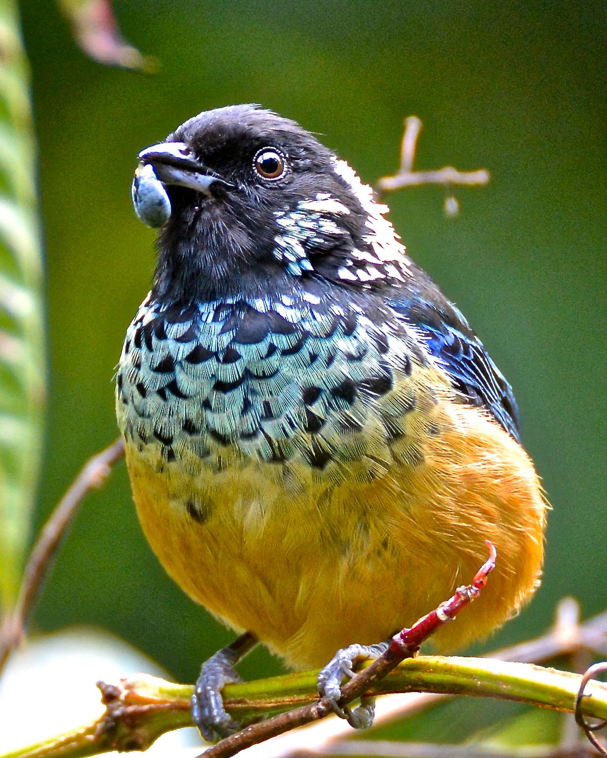 Spangle-cheeked Tanager Photo by Gerald Friesen