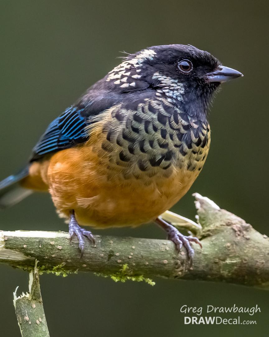 Spangle-cheeked Tanager Photo by Greg Drawbaugh