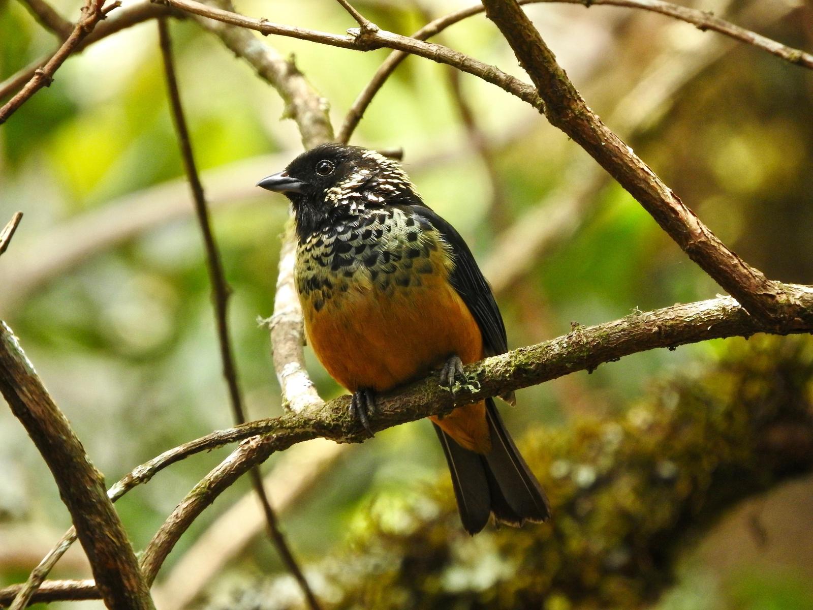 Spangle-cheeked Tanager Photo by  