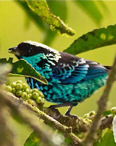 Beryl-spangled Tanager Photo by Olivier Barden