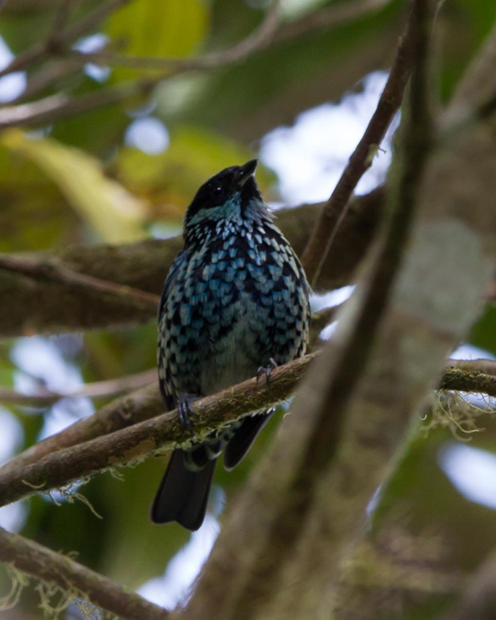 Beryl-spangled Tanager Photo by Kevin Berkoff