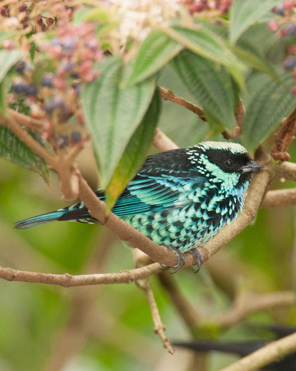 Beryl-spangled Tanager Photo by Robert Lewis