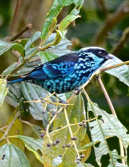 Beryl-spangled Tanager Photo by Andrew Pittman