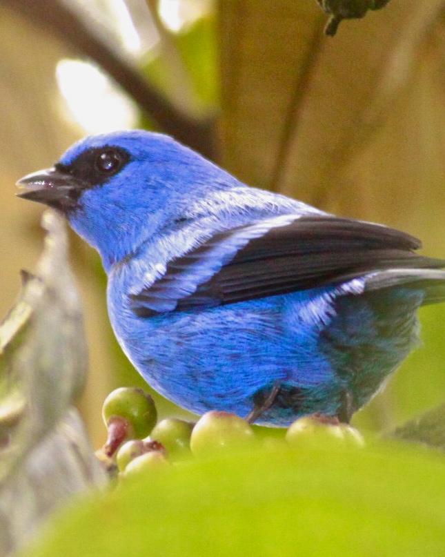 Blue-and-black Tanager Photo by Olivier Barden
