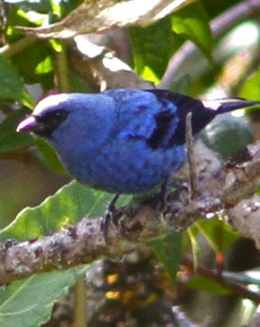 Blue-and-black Tanager Photo by Marcelo Padua