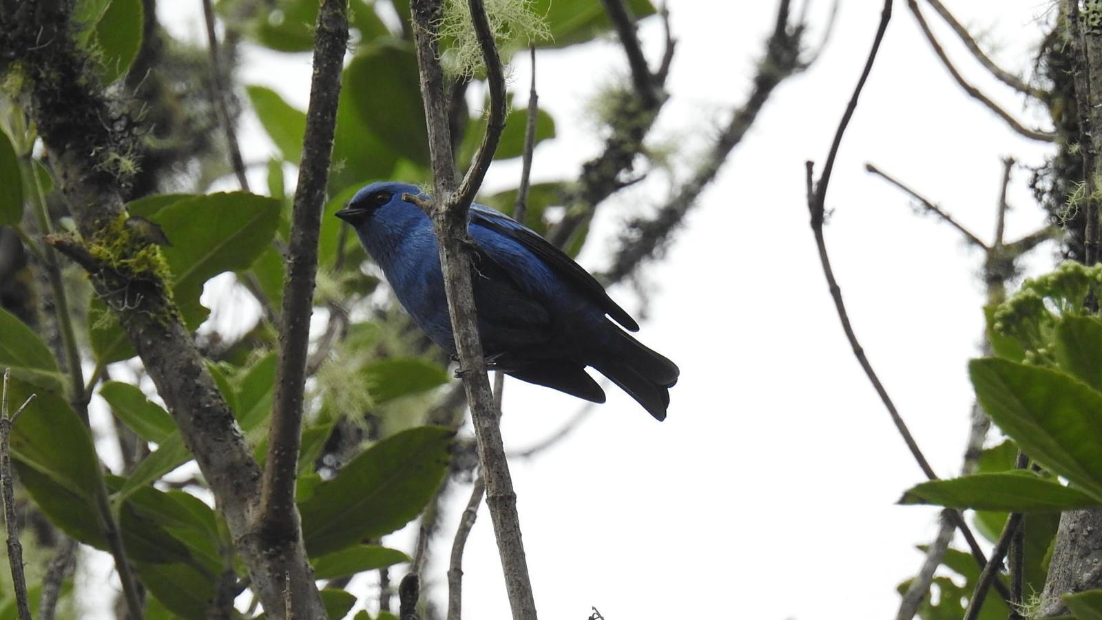 Blue-and-black Tanager Photo by Julio Delgado