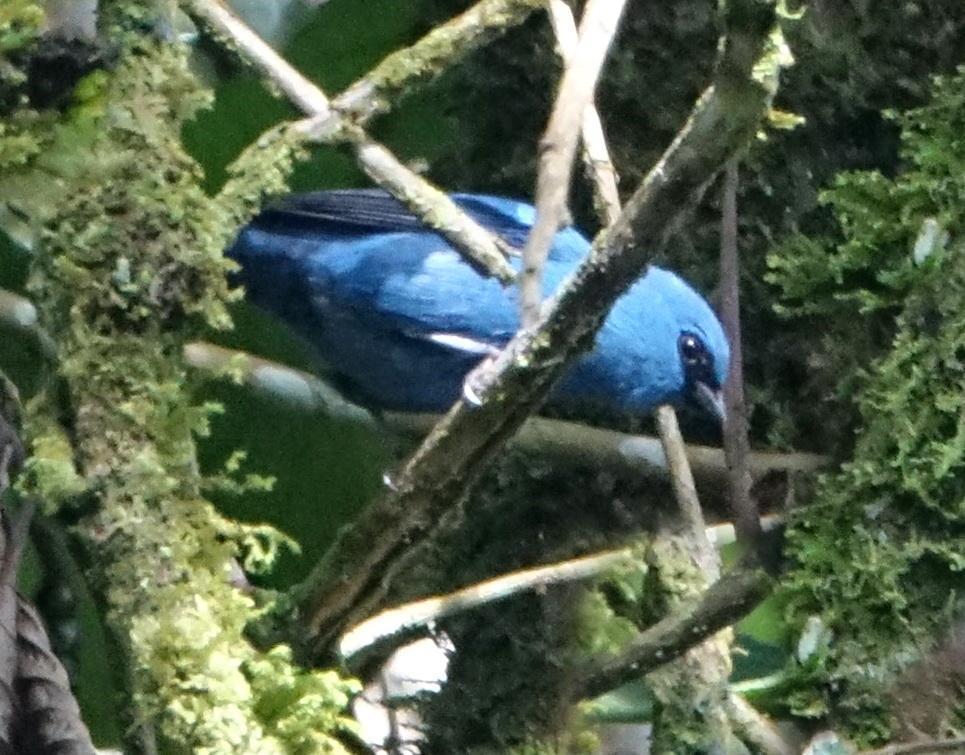 Blue-and-black Tanager Photo by Doug Swartz