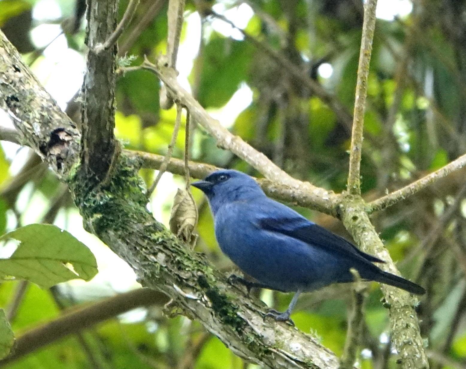 Blue-and-black Tanager Photo by Doug Swartz
