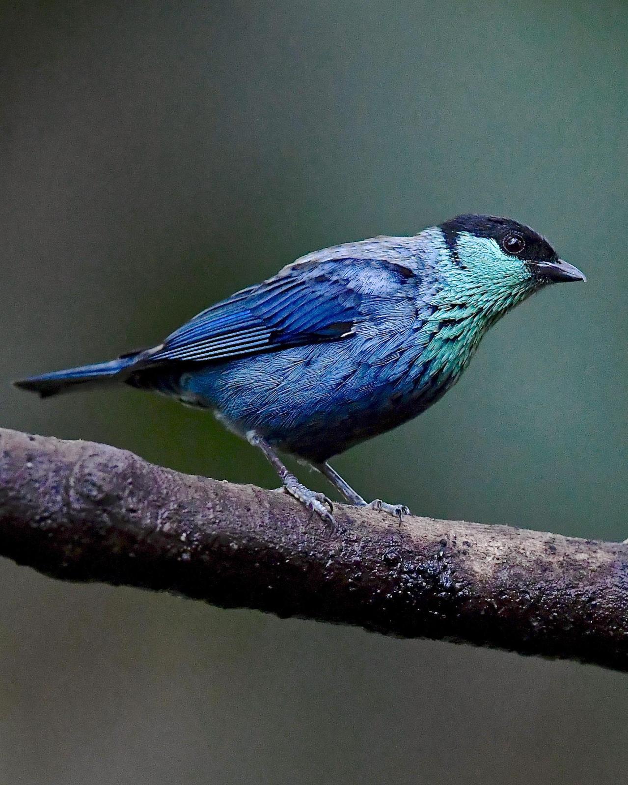 Black-capped Tanager Photo by Gerald Friesen