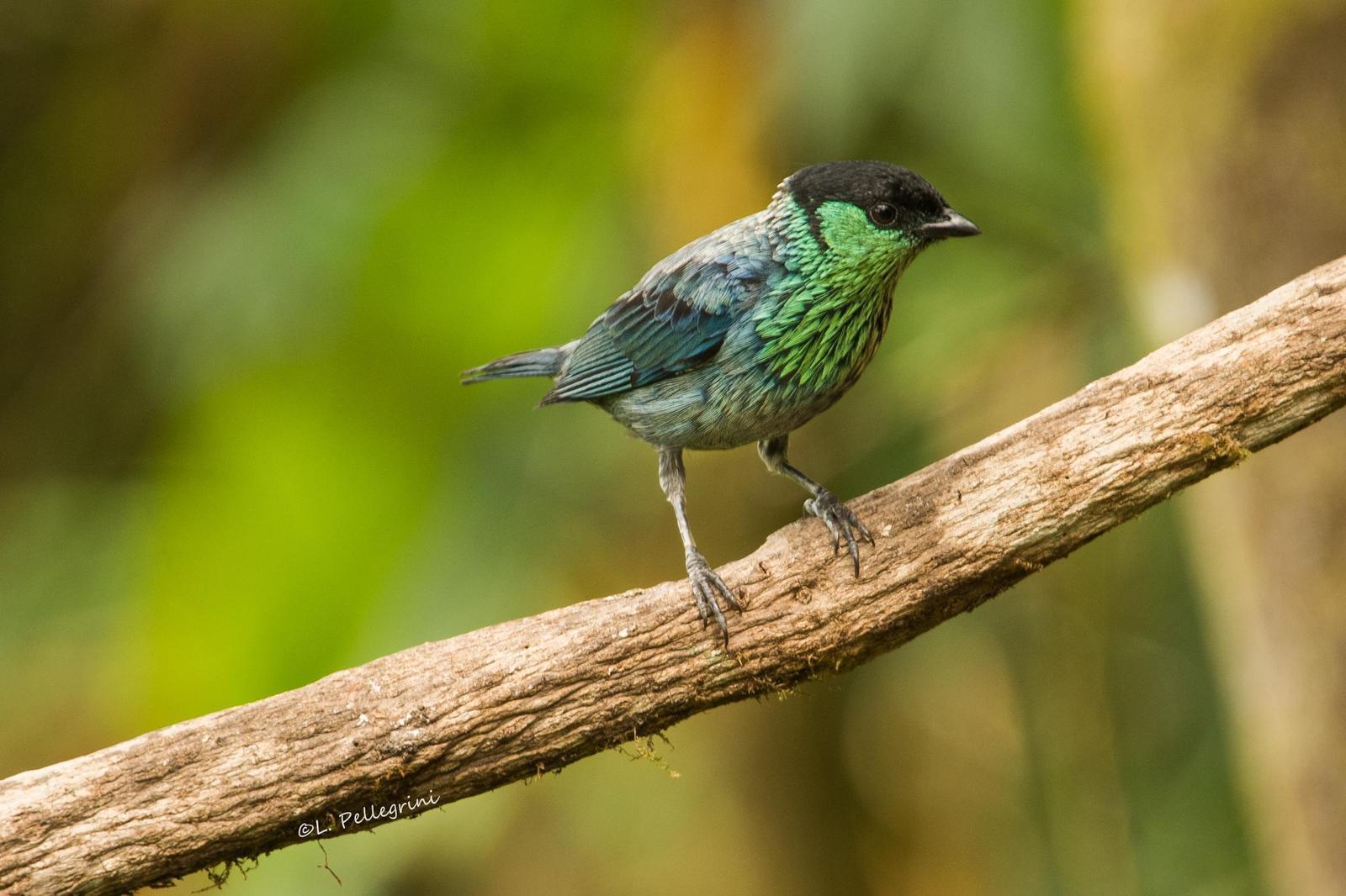 Black-capped Tanager Photo by Laurence Pellegrini
