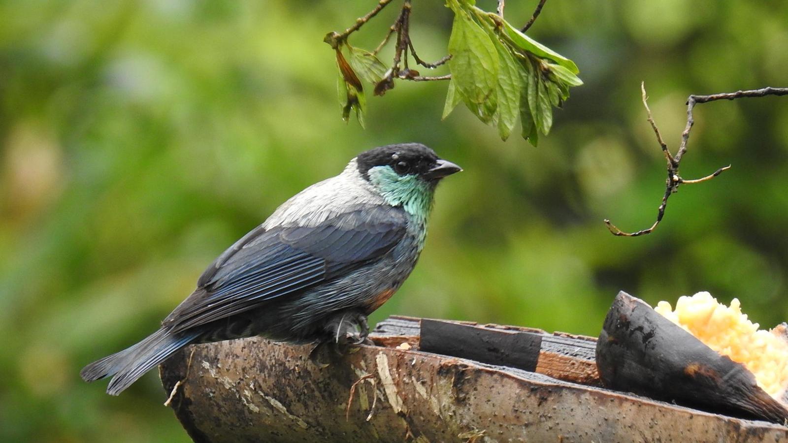 Black-capped Tanager Photo by Julio Delgado
