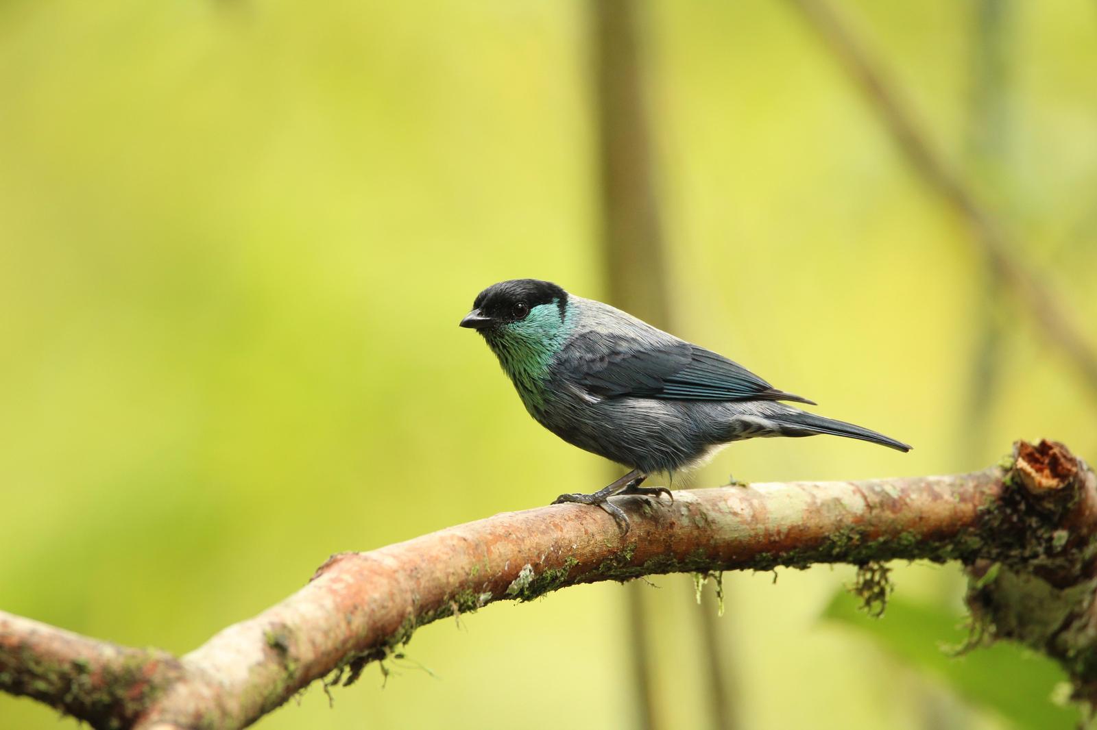 Black-capped Tanager Photo by Pedro Bernal