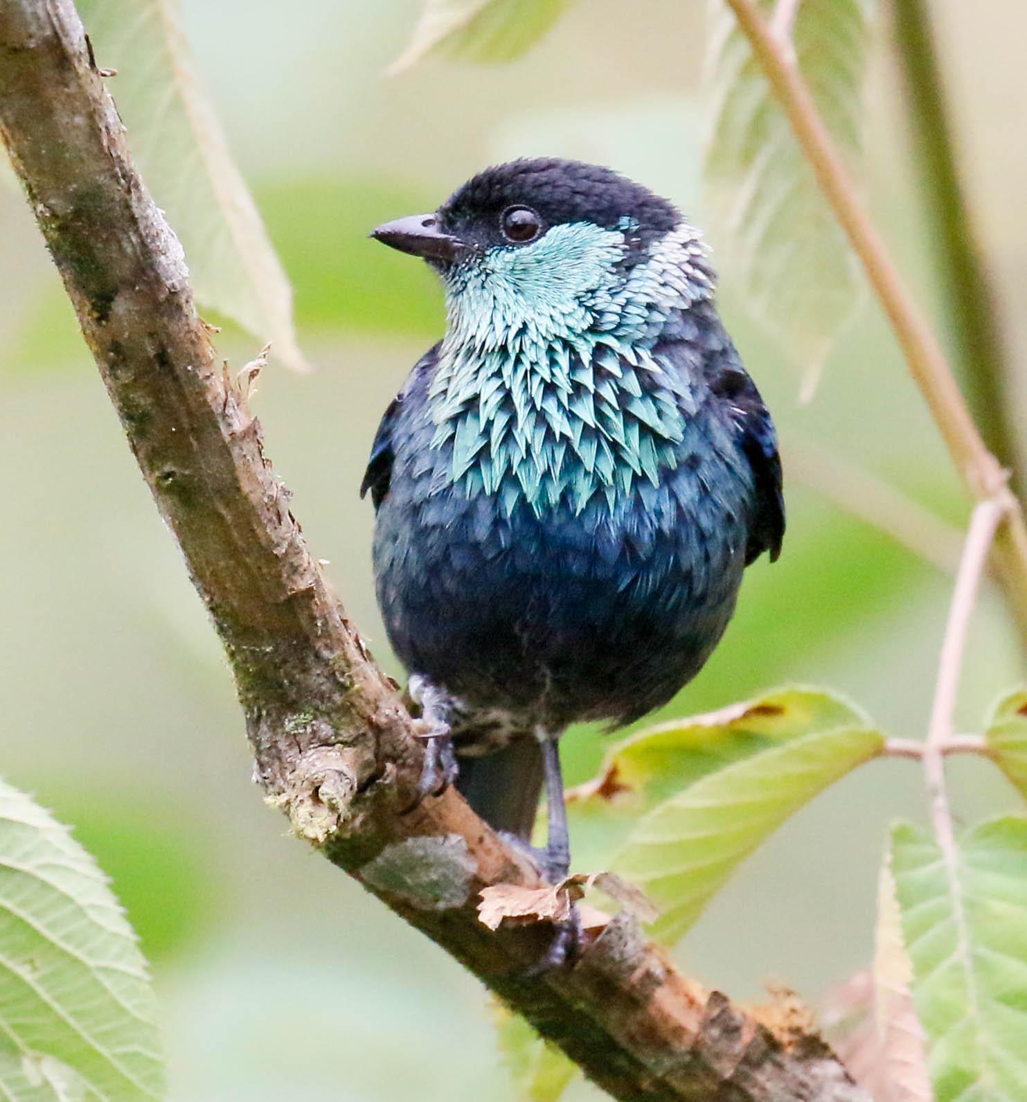 Black-capped Tanager Photo by Thomas Driscoll