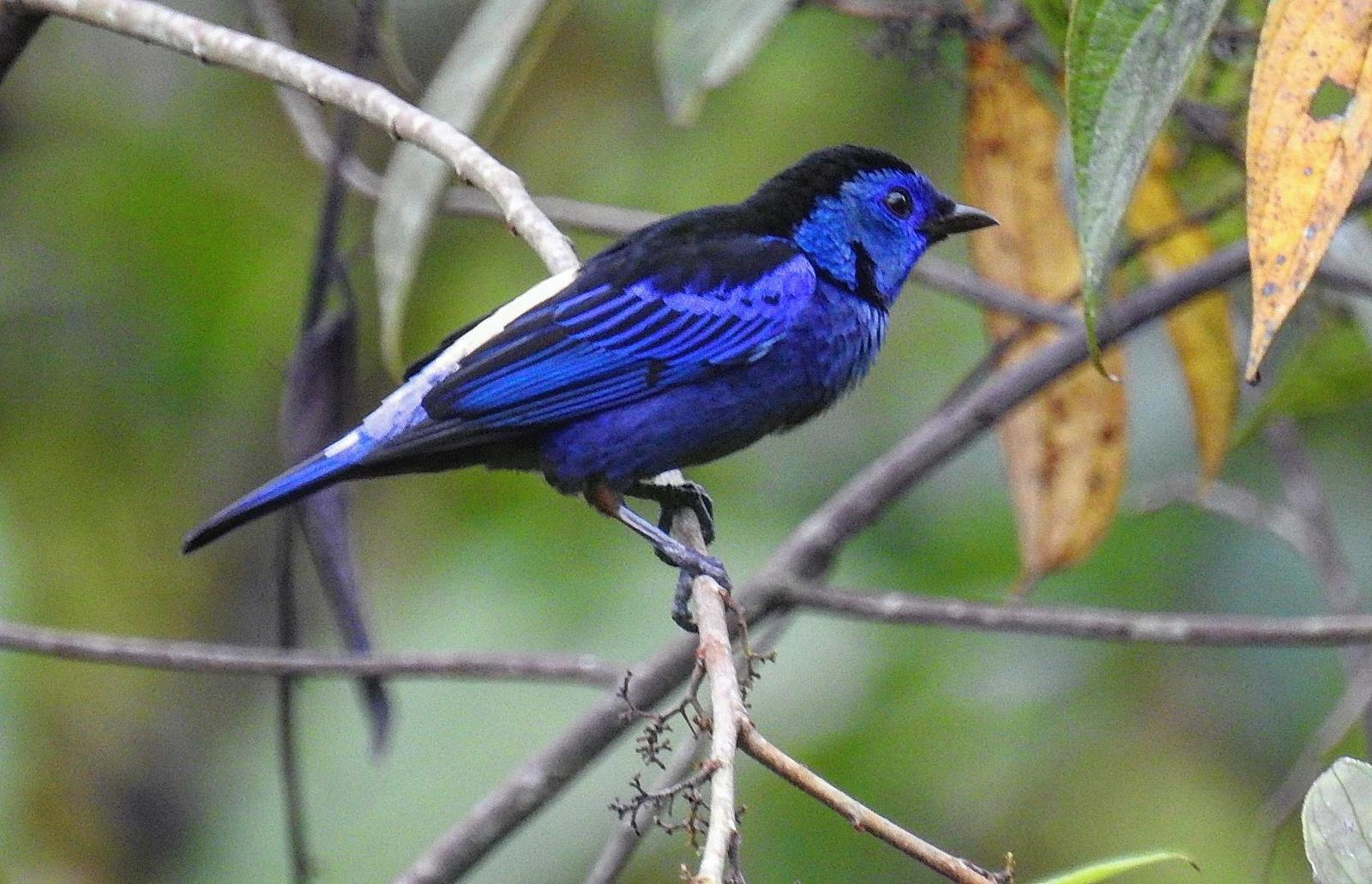 Opal-rumped Tanager Photo by Julio Delgado