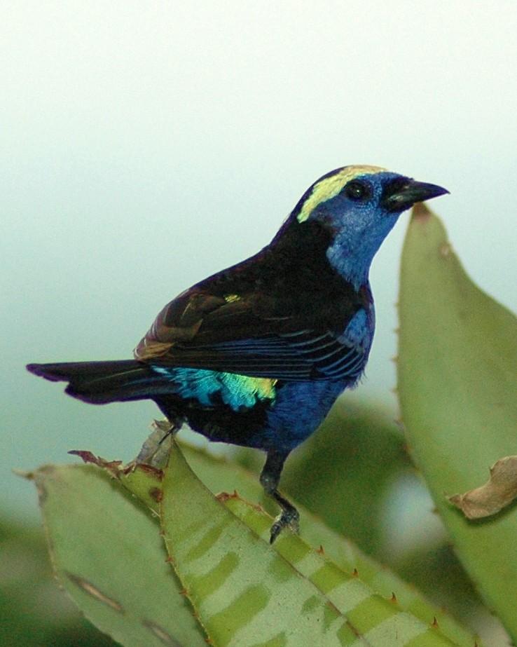Opal-crowned Tanager Photo by David Hollie