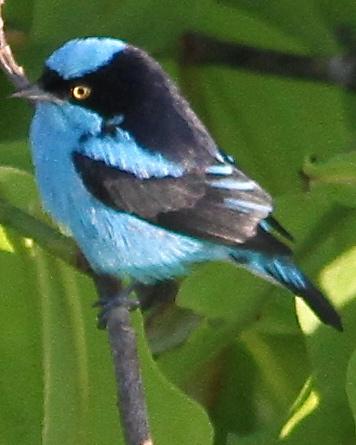 Black-faced Dacnis Photo by Marcelo Padua