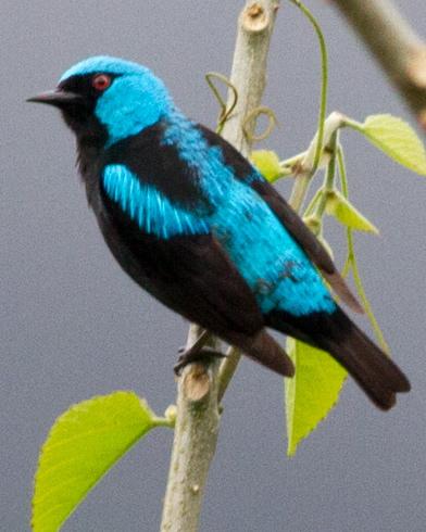 Scarlet-thighed Dacnis Photo by Tiffany Kersten