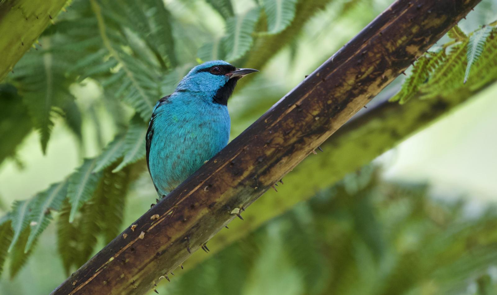 Blue Dacnis Photo by  