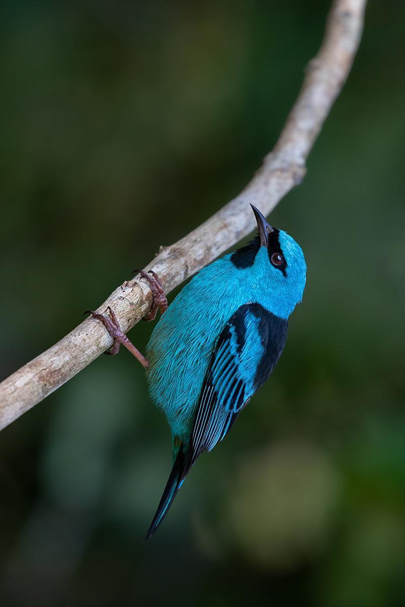 Blue Dacnis Photo by Alexandre Gualhanone