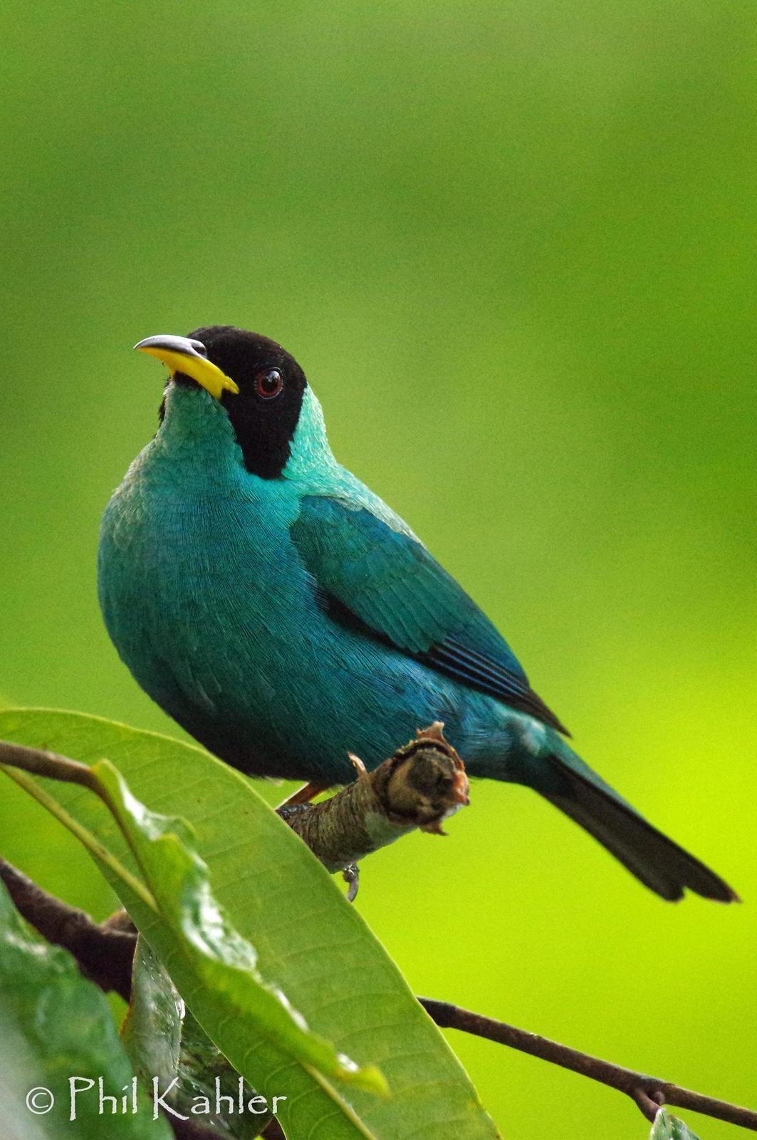 Green Honeycreeper Photo by Phil Kahler