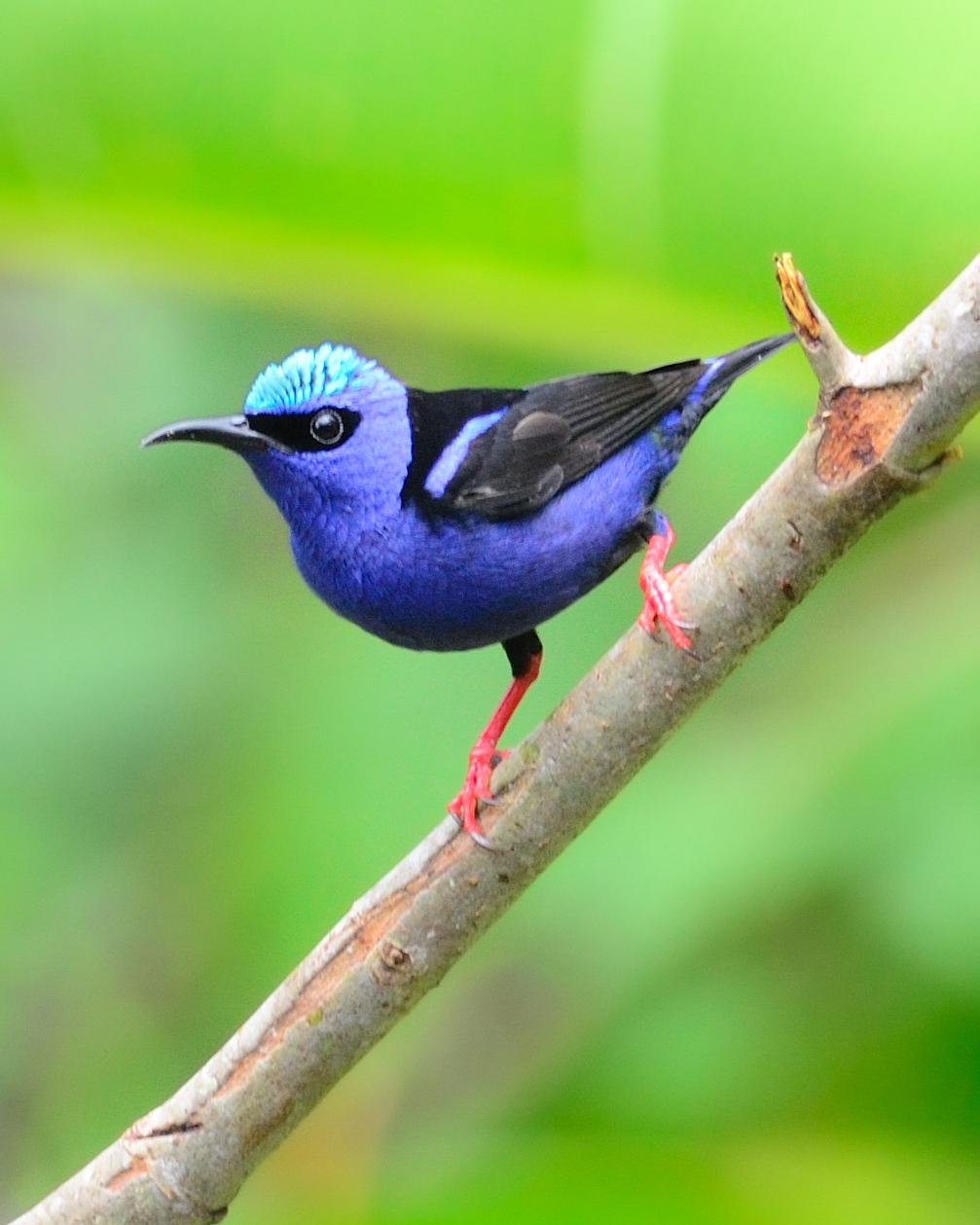 Red-legged Honeycreeper Photo by Laurence Pellegrini