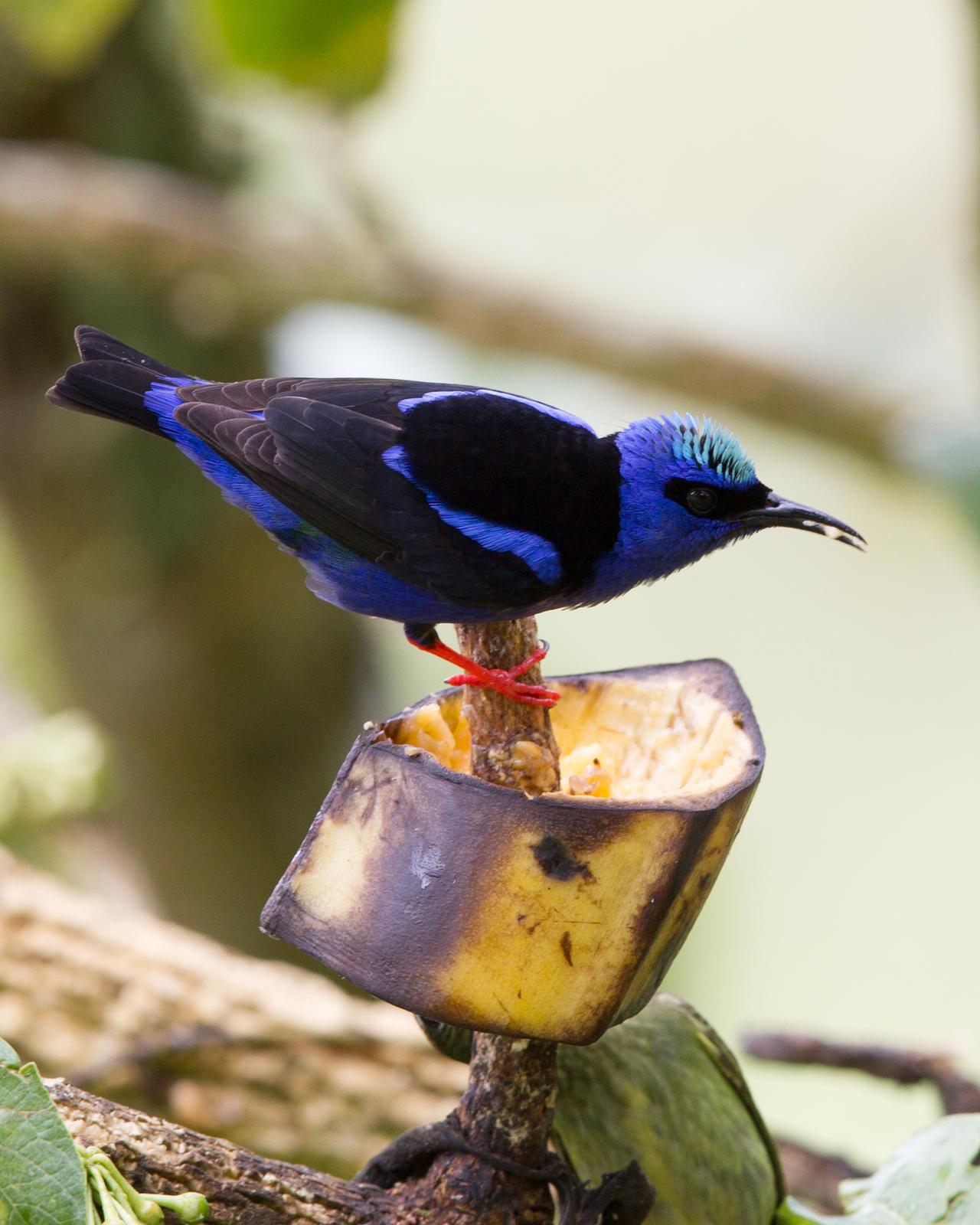 Red-legged Honeycreeper Photo by Kevin Berkoff