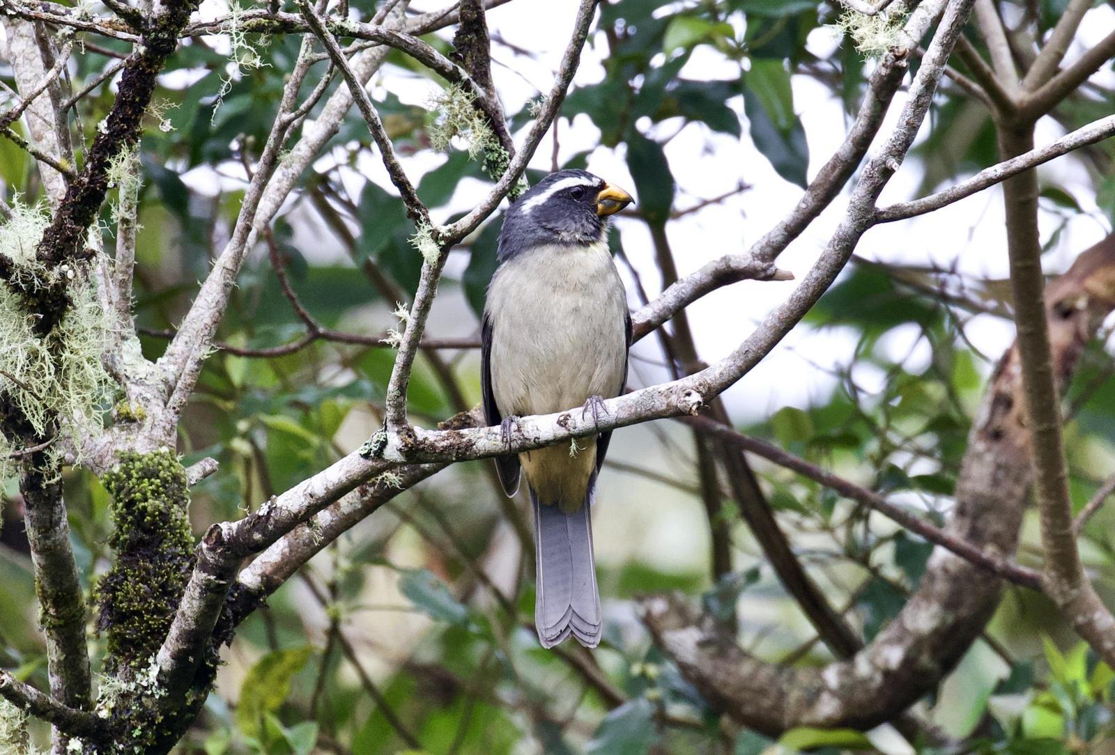Thick-billed Saltator Photo by  