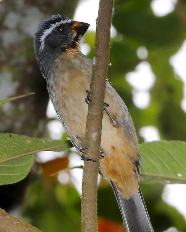 Thick-billed Saltator Photo by Lesley Roy
