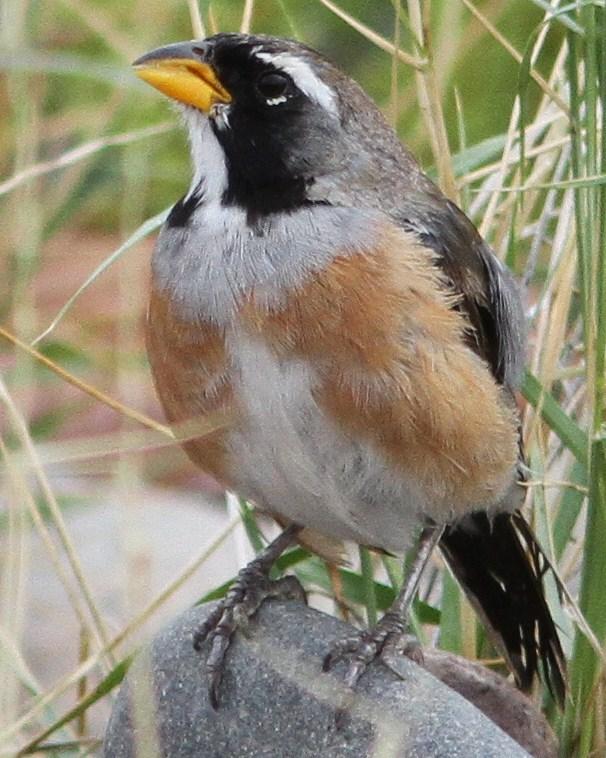 Many-colored Chaco Finch Photo by Marcelo Padua