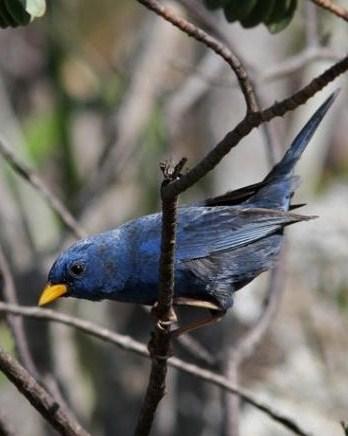 Blue Finch Photo by Marcelo Padua