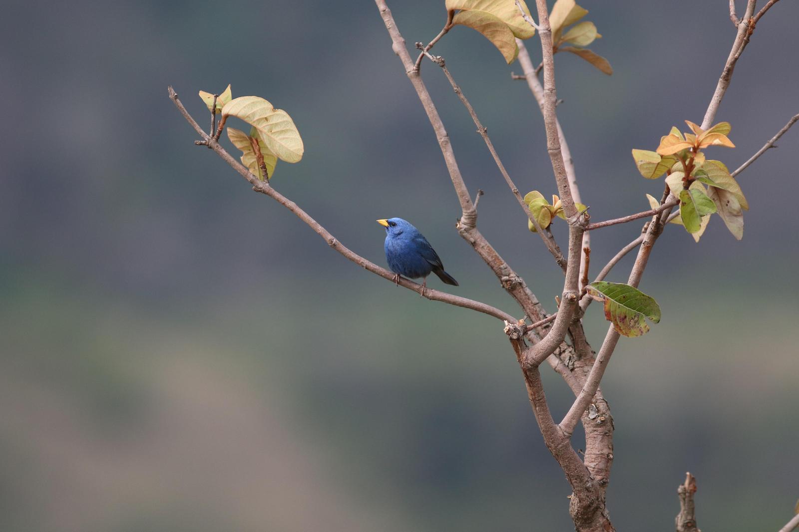 Blue Finch Photo by Leonardo Garrigues