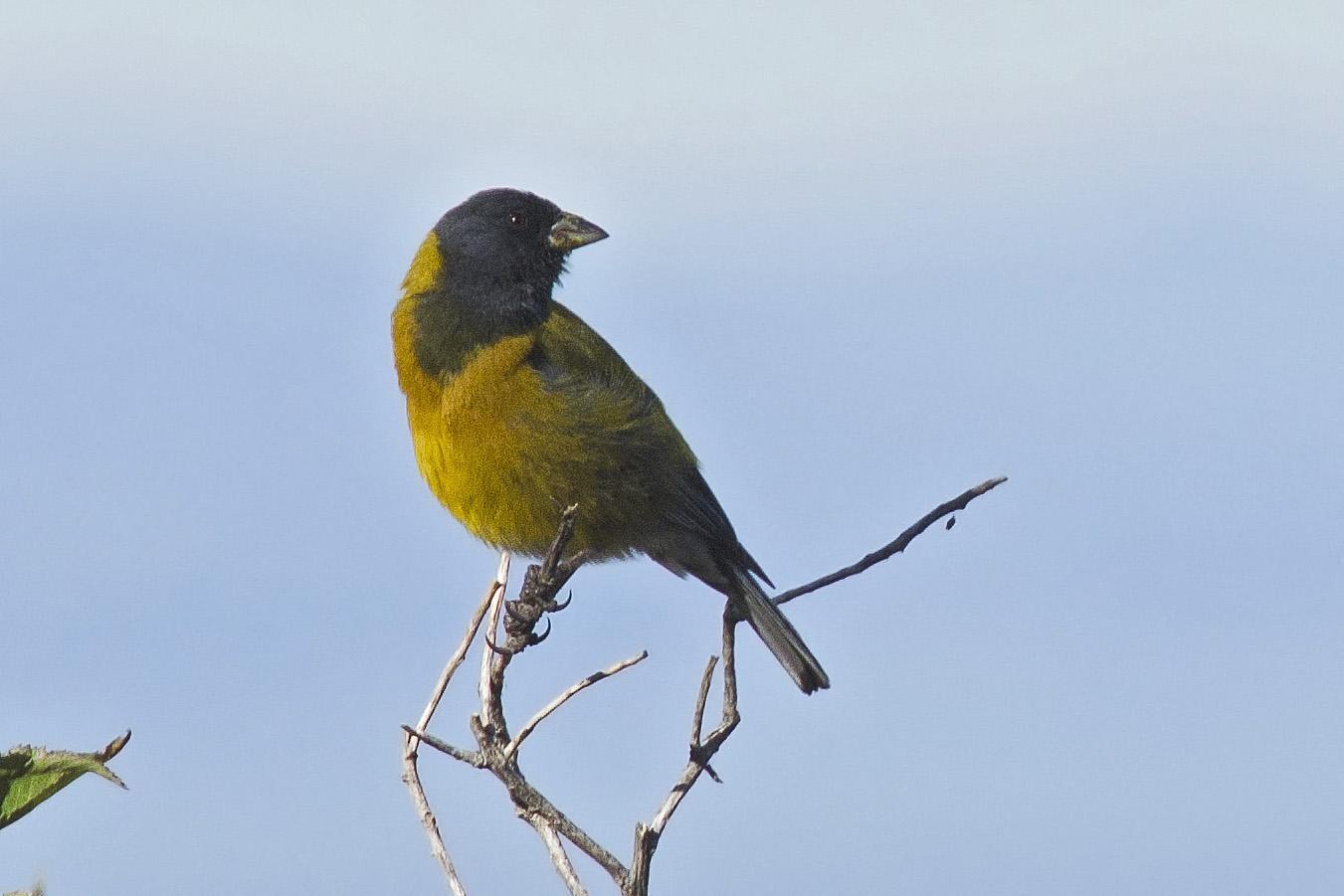 Peruvian Sierra-Finch Photo by Debra Herst