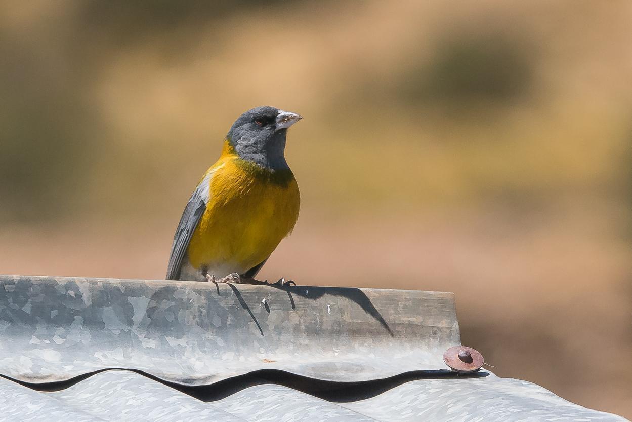 Peruvian Sierra-Finch Photo by Gerald Hoekstra