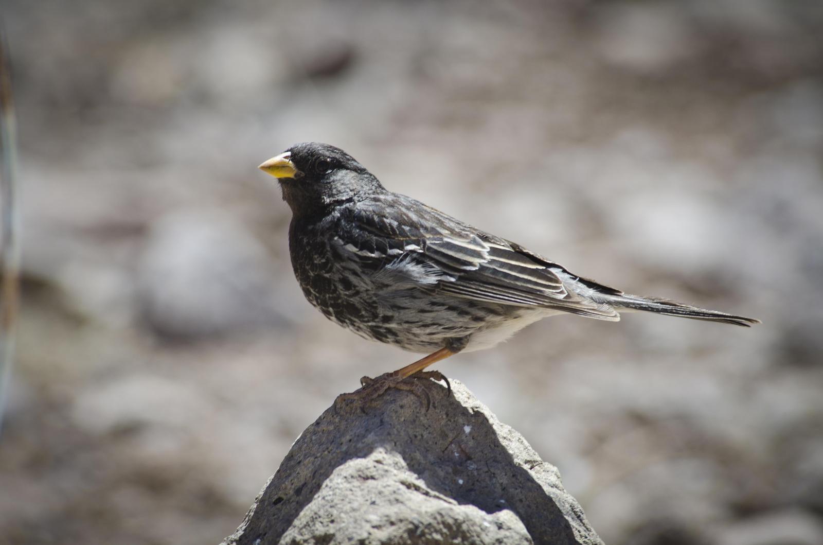 Mourning Sierra-Finch Photo by Cristian  Pinto