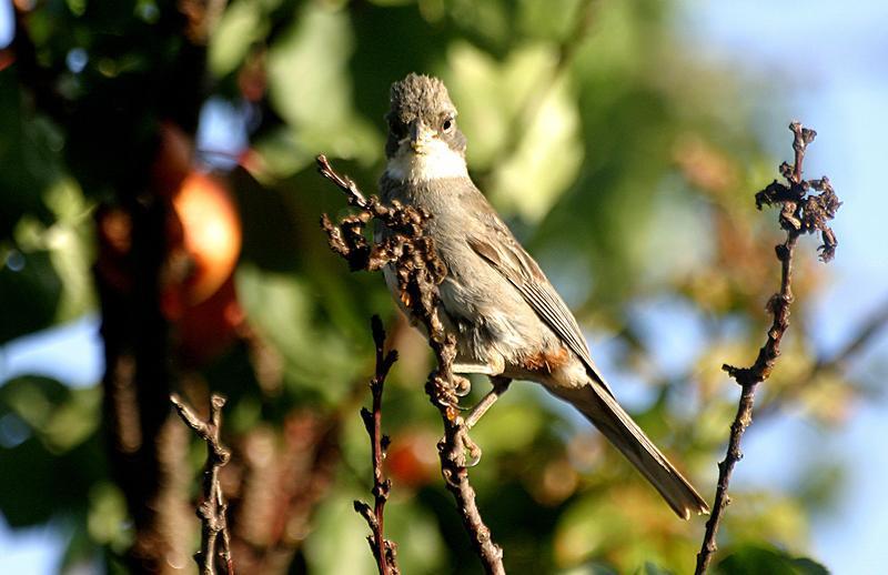 Common Diuca-Finch Photo by Ignacio Azocar