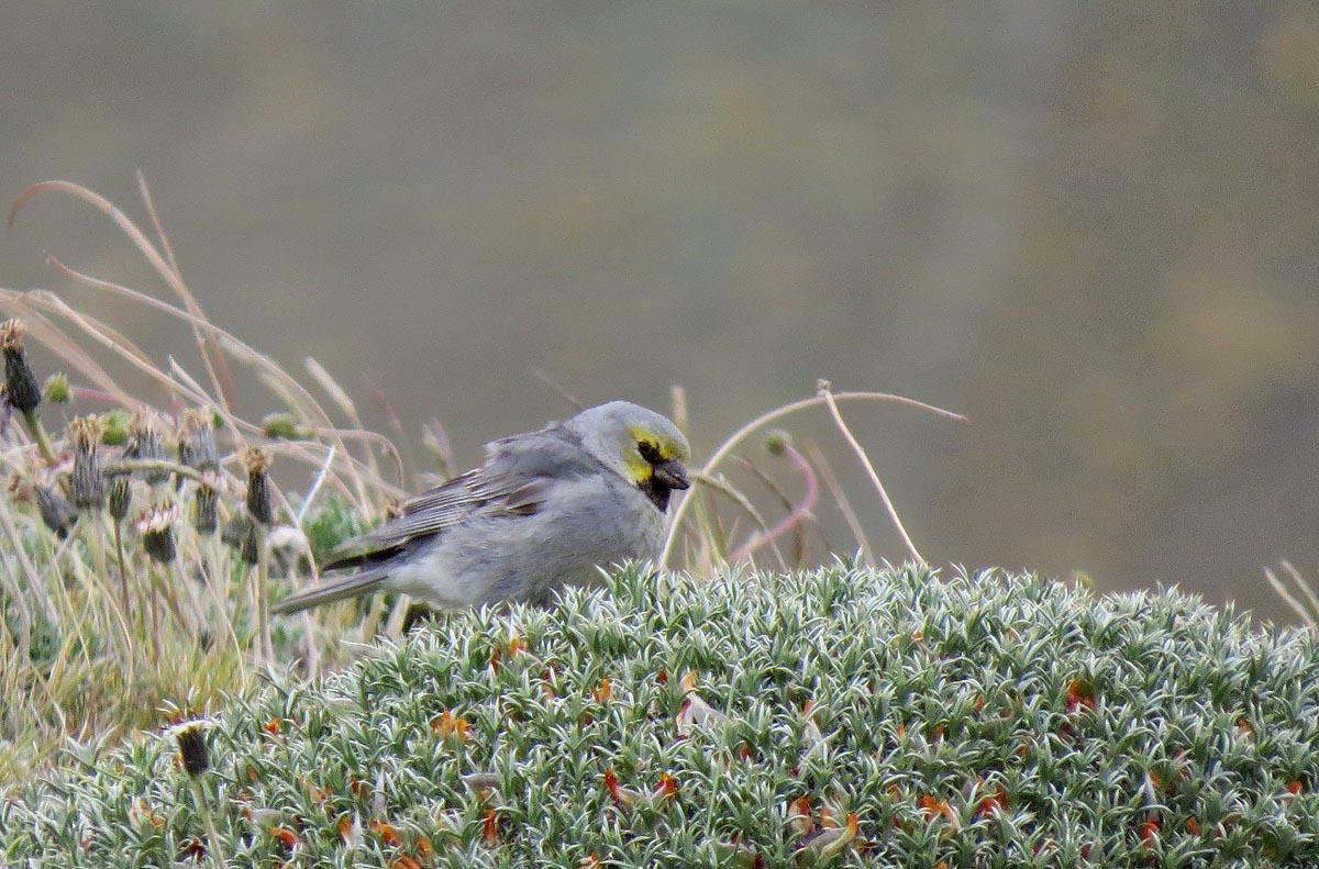 Yellow-bridled Finch Photo by Peter Boesman
