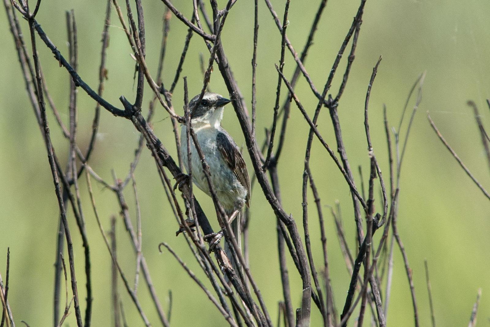 Long-tailed Reed Finch Photo by Evaldo Cesari de Oliveira Jr